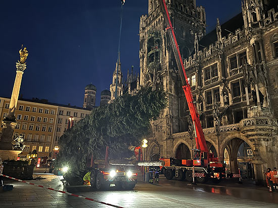 Um 6 Uhr begann man mit der Aufstellung des Christbaums auf dem Marienplatz (©Foto: Martin Schmitz)